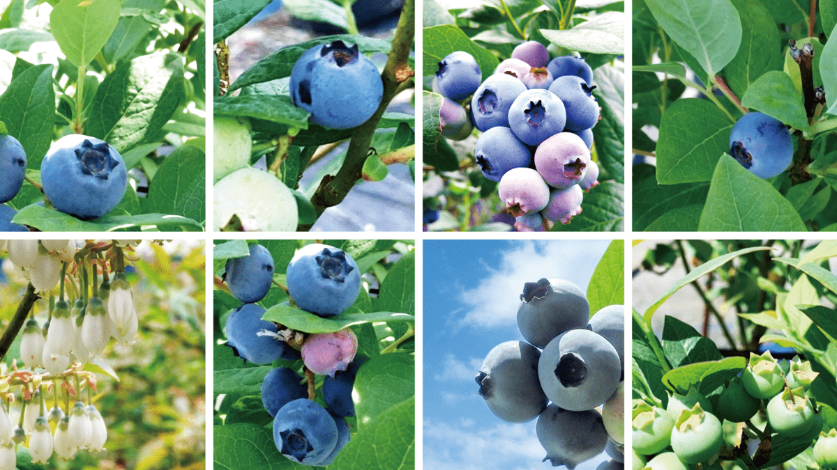 ブルーベリー25品種をご紹介 旬の時期や味の特徴を比較しよう 高知県須崎市のブルーベリー農園 いちかわファーム